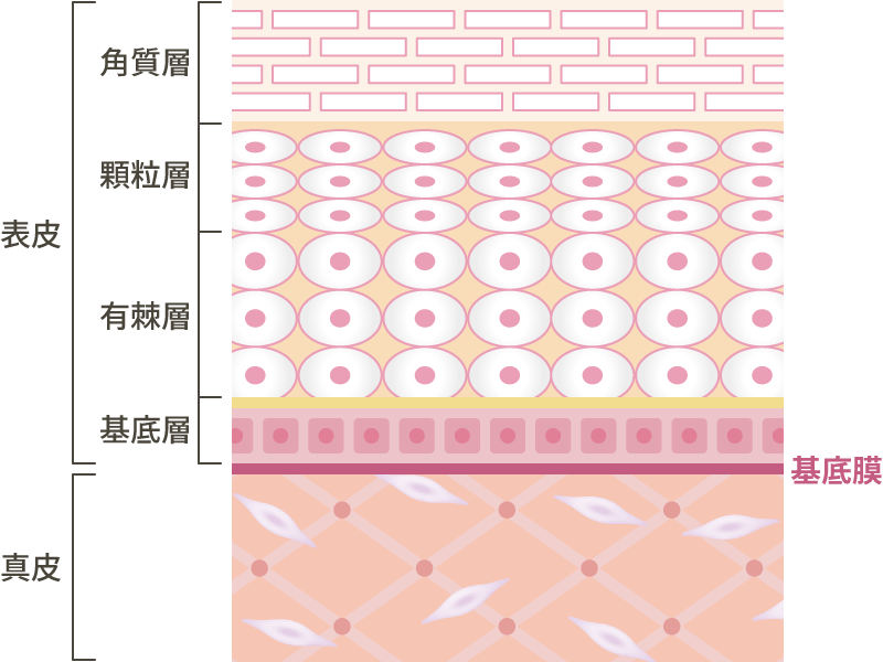基底膜