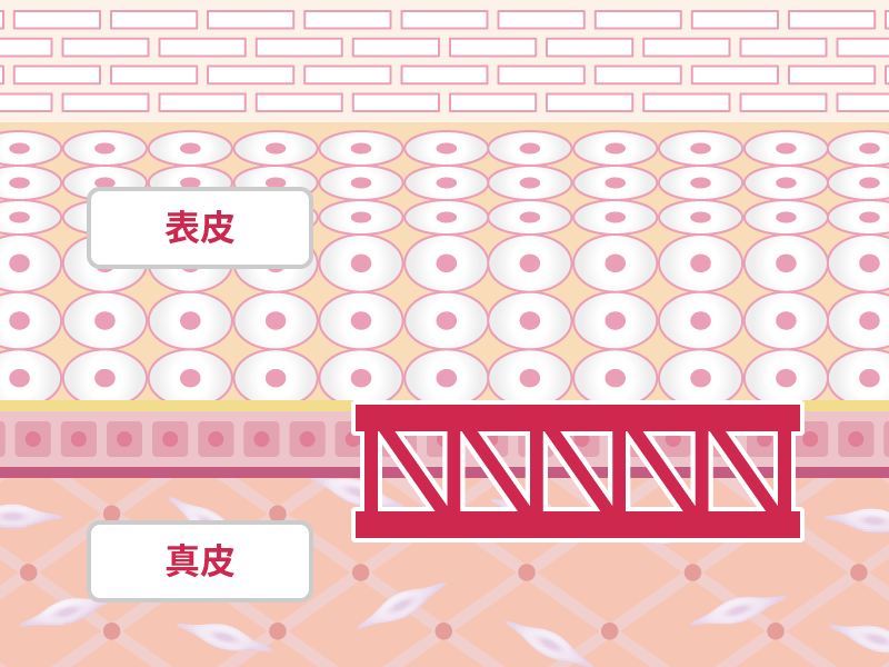 ①肌を物理的に⽀え、肌の形に関わる