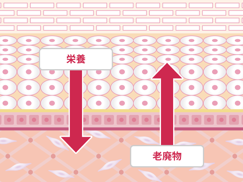 ③栄養や⽼廃物を受け渡し、肌の機能維持に関わる