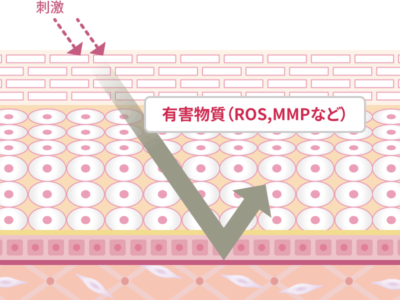 ④有害物質から真⽪を守り、肌の安定に関わる