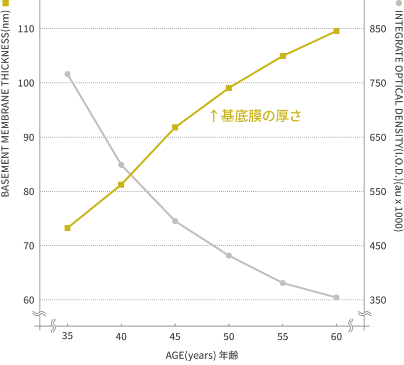 年齢による基底膜の構造変化（断⽚化‧重層化）