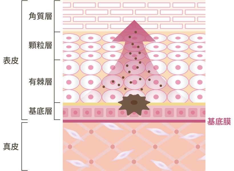 ターンオーバーに伴い排出