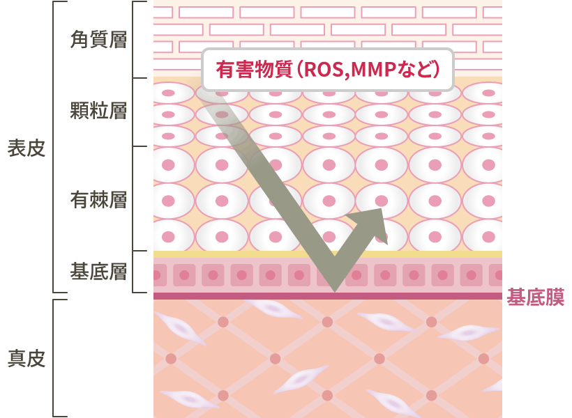 真⽪は表⽪より ROS（活性酸素）に対して脆弱