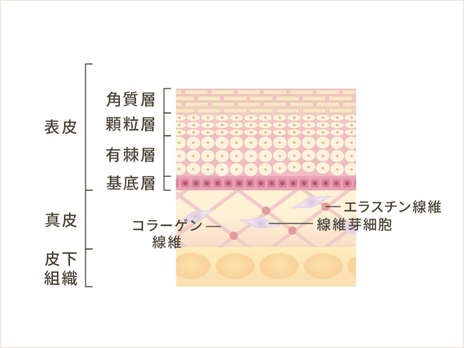 真⽪と表⽪の働き