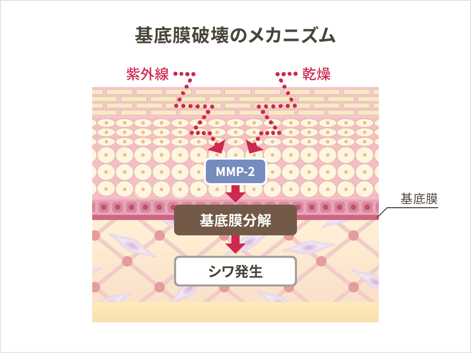 基底膜破壊のメカニズム