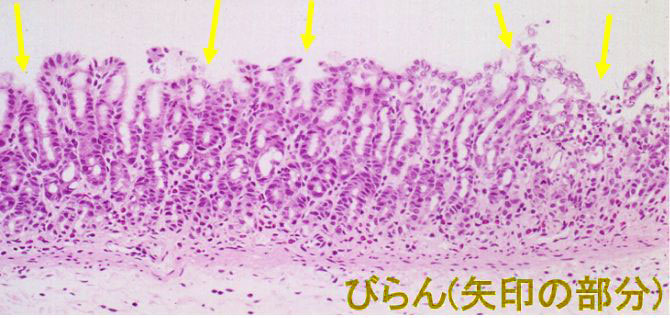 ライスパワーNo.101非投与群 画像